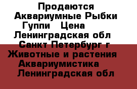 Продаются Аквариумные Рыбки Гуппи › Цена ­ 30 - Ленинградская обл., Санкт-Петербург г. Животные и растения » Аквариумистика   . Ленинградская обл.